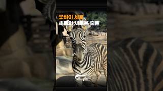 얼룩말 세로의 새로운 출발! 어린이대공원 안녕 #서울어린이대공원썸네일