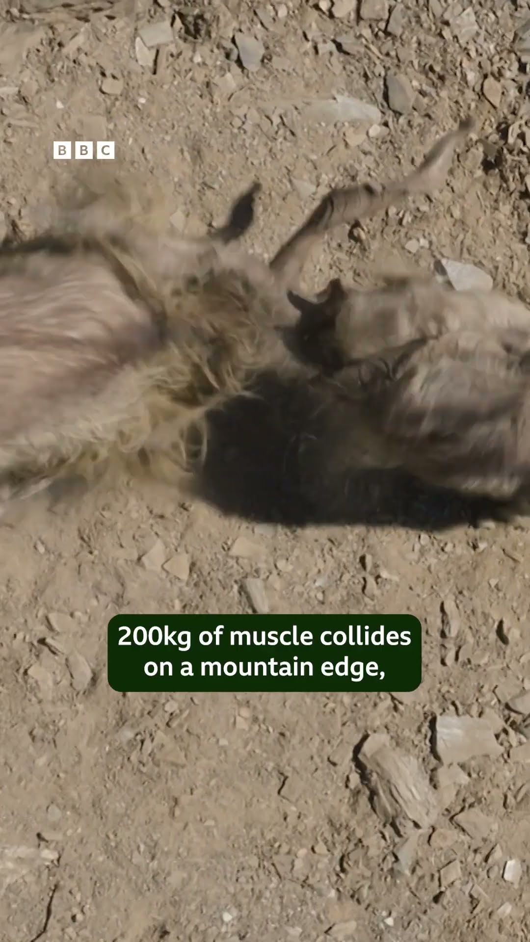 The ultimate showdown ? #BBCEarthAsia #Goat #AnimalFight #Shorts
