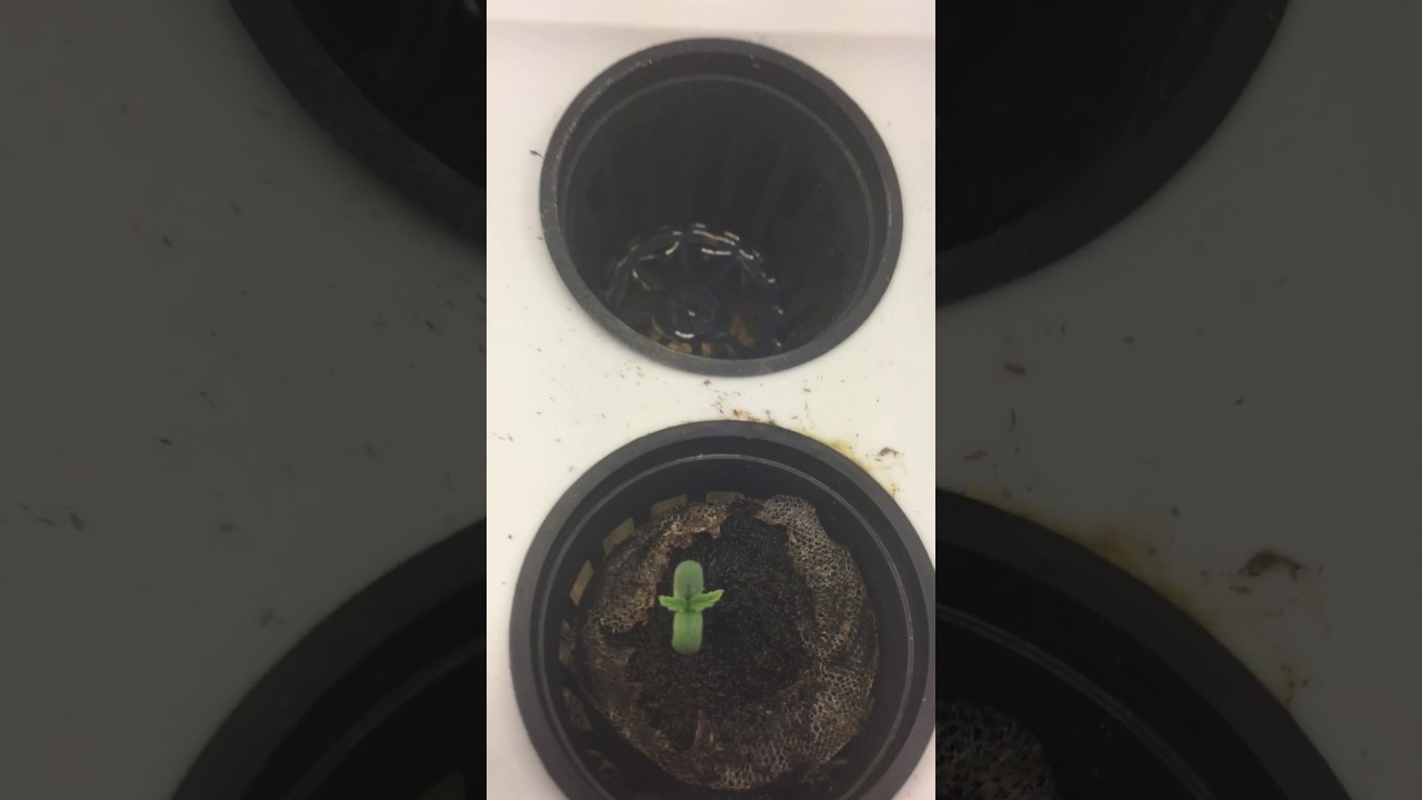 Auto purp feminized grow Pt 3