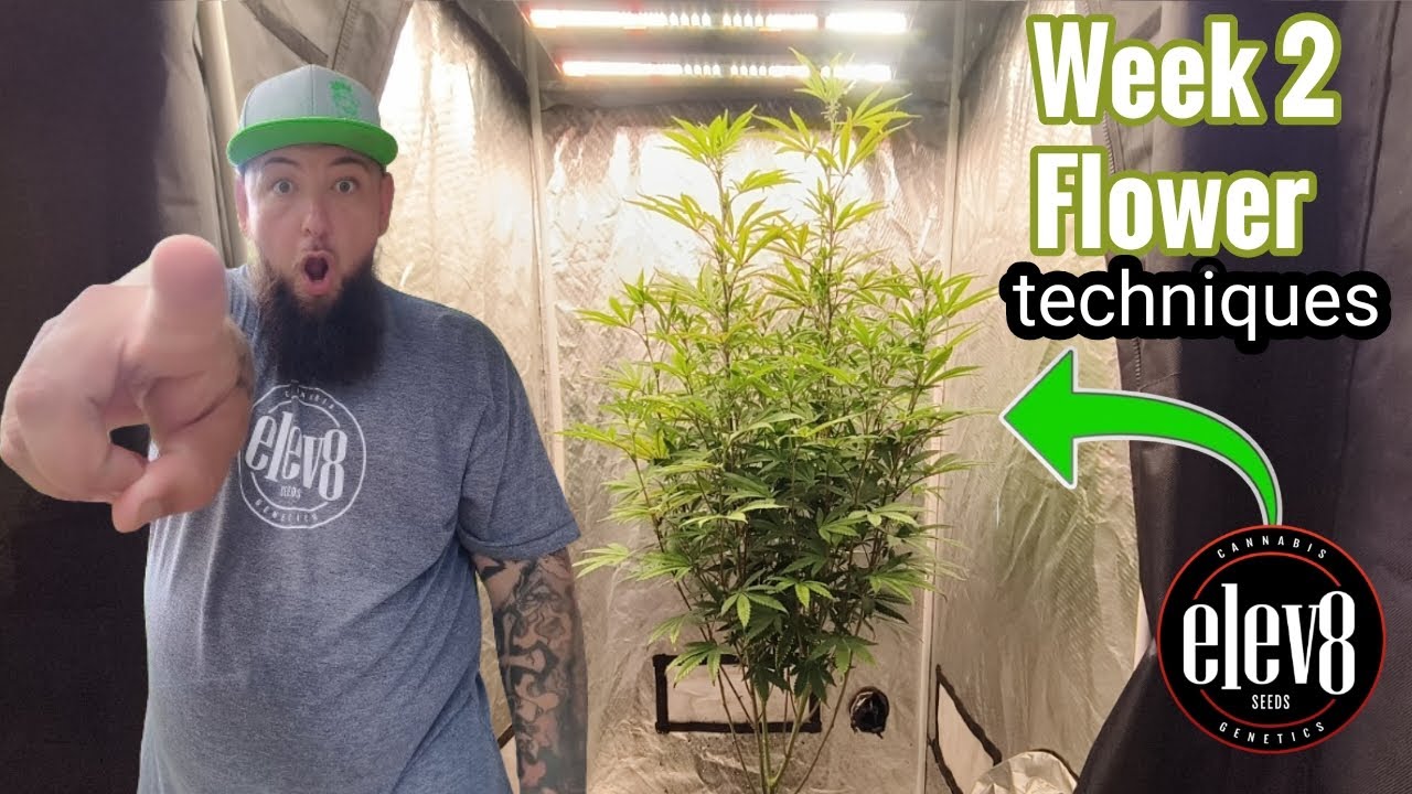 Do These Cannabis Early Flowering Techniques ACTUALLY Work?