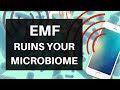 Emf ruins your microbiome wifi cellphones  your bacteria