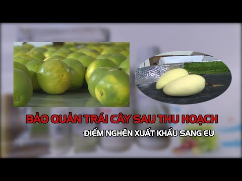 Video: Bảo Quản Cây Trồng đã Thu Hoạch