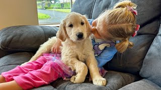 Adorable Little Girl Protects Her Baby Retriever Puppy! (Cutest Ever!!)