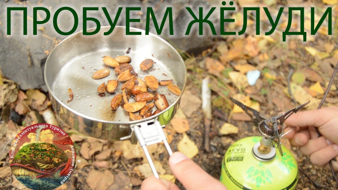 Пробуем желуди, как неправильно готовить желуди, готовим под дубом ...