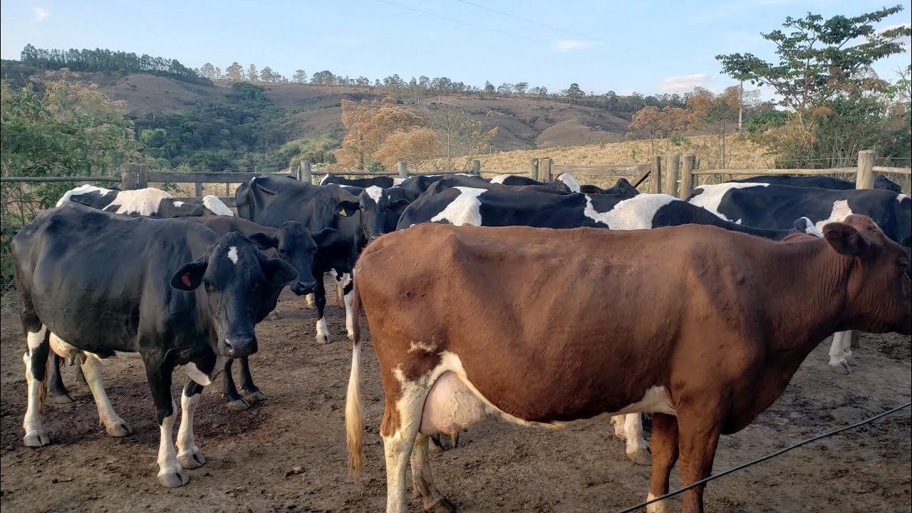 Minha rotina na roça/ Descarte de vacas de leite - YouTube