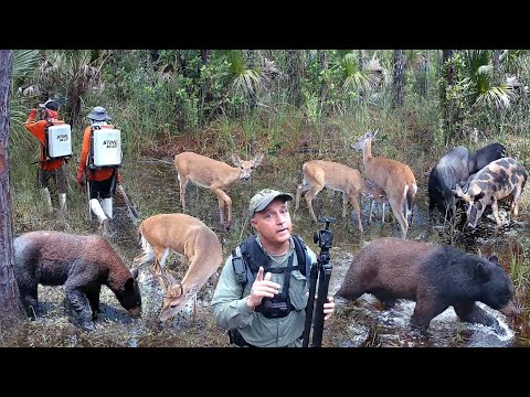 Tim Harrell Swamp Trail Camera Pickup