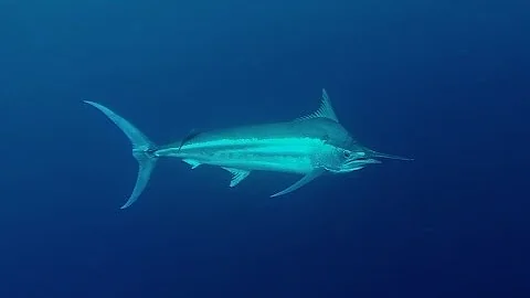 How we get big marlin to bite