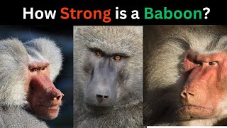How Strong is a Baboon Compared to Other Monkeys
