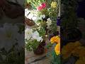 Kitten vs Flowers: The Cutest Showdown Ever#shorts#cat#shortfeed#short#shortsfeed#shortvideos#cute