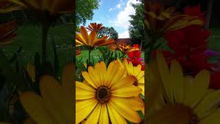 Hira Zerduş Iki Günlük Dünya ⚘️🌹🏵🌼🌷🪷🌸💐
