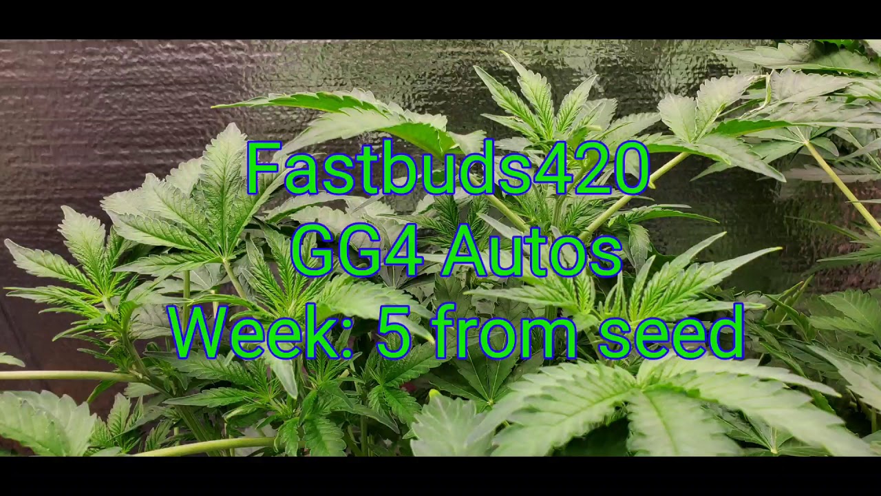 Fastbuds420 GG4 autos week: 5 from seed