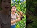 Japan's Amazing Trick to Grow a New Tree in Just 15 Days! 🌱 😳 #shortsvideo