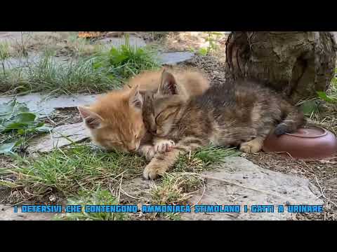 Video: Come pulire l'urina del gatto (con immagini)
