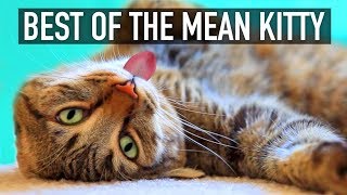 Cats Are Funny!  Best of The Mean Kitty Compilation | GET READY to LAUGH BIG!