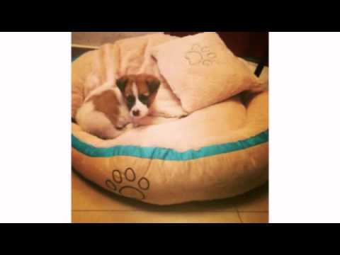 ჩემი ოჯახი    משפחת צפניאשוילי