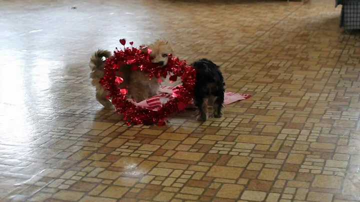 Morkie Puppies For Sale Ruth Stoltzfus