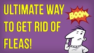 How to Get Rid of Fleas in the House | Best Way to Kill Fleas on Dogs and Cats