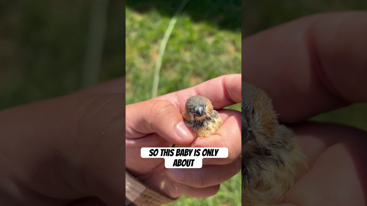 YOUNG ZEBRA FINCH IS MATURING FAST!!!! 👀🥰