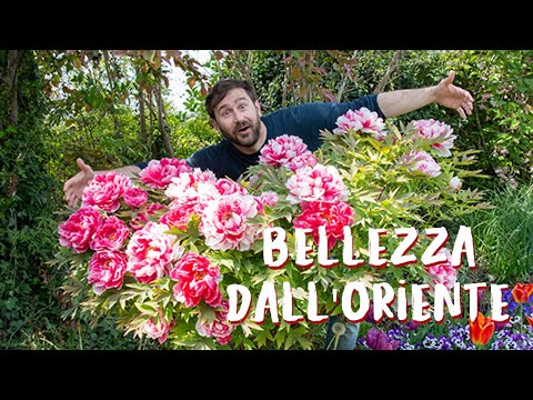 Video: Cosa sono le peonie Itoh: informazioni e cure sulla peonia Itoh nei giardini