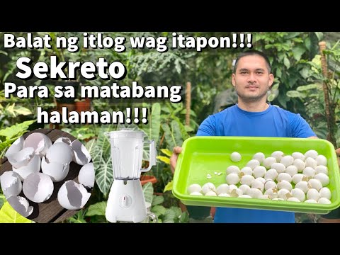 Video: Eggshells Bilang Isang Himalang Pataba