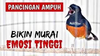 PANCINGAN MURAI BATU EFEKTIF NAIKKAN EMOSI DAN BIRAHI‼️AMPUH BIKIN MURAI BATU APAPUN LANGSUNG NYAUT