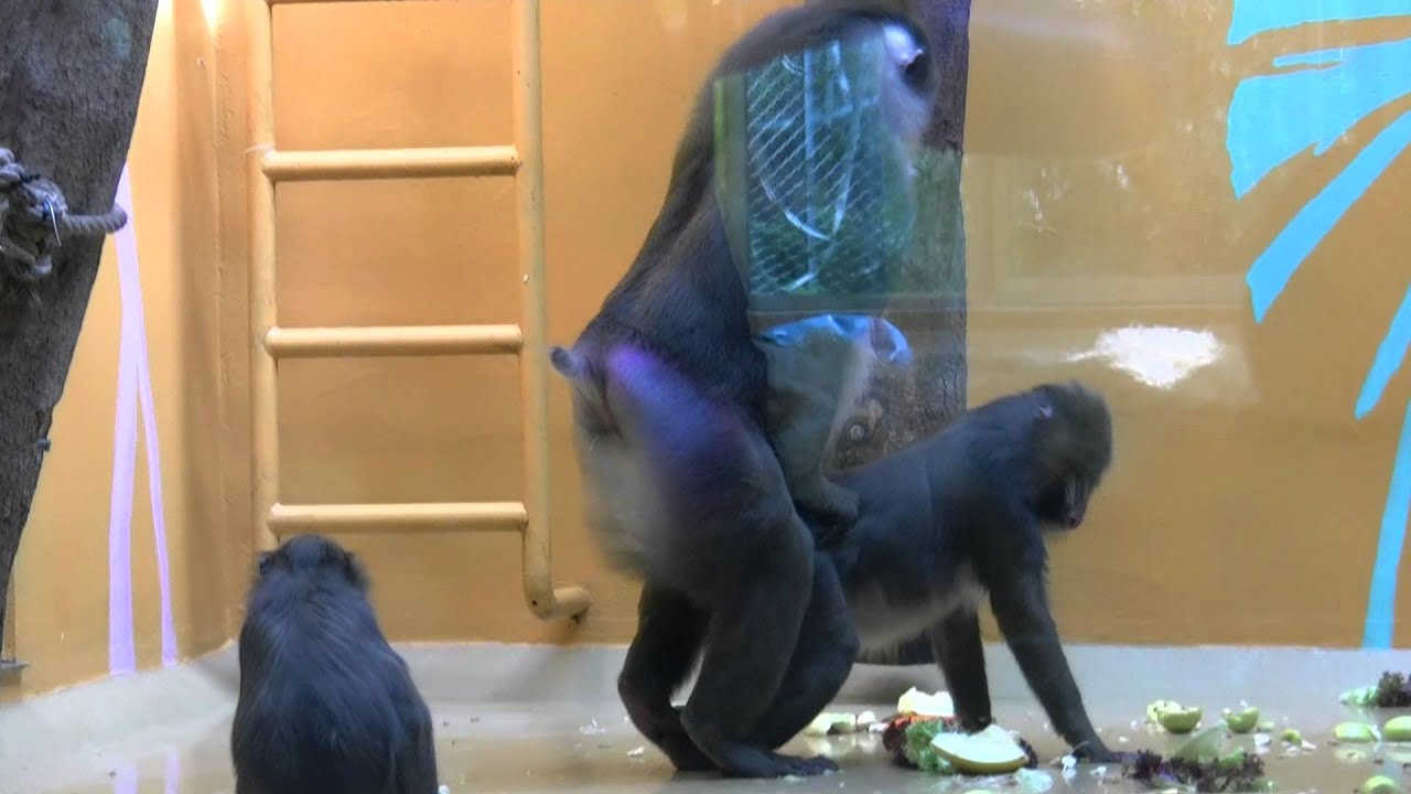 Monkey Rapes Monkey - Youtube-3233