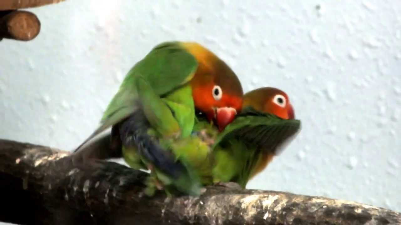 Mating Fischer S Lovebird ルリゴシボタンインコの交尾。 Youtube