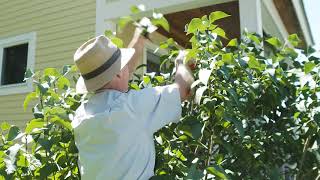 Learn how to deadhead lilac flowers and prune overgrown lilacs