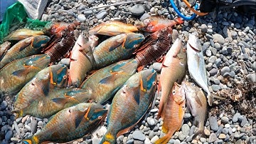 A DAY DIVING IN STRONG CURRENT HUNTING CHRISTMAS FISH FOR CUSTOMERS 