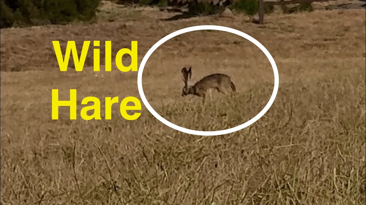 Wild Hare, a Nature’s Sprinter 