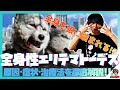 全身狼に噛まれる！？全身性エリテマトーデス 膠原病 原因 症状 治療 ループス腎炎 【自己免疫疾患】【病理学】【臨床医学】【解剖生理学】