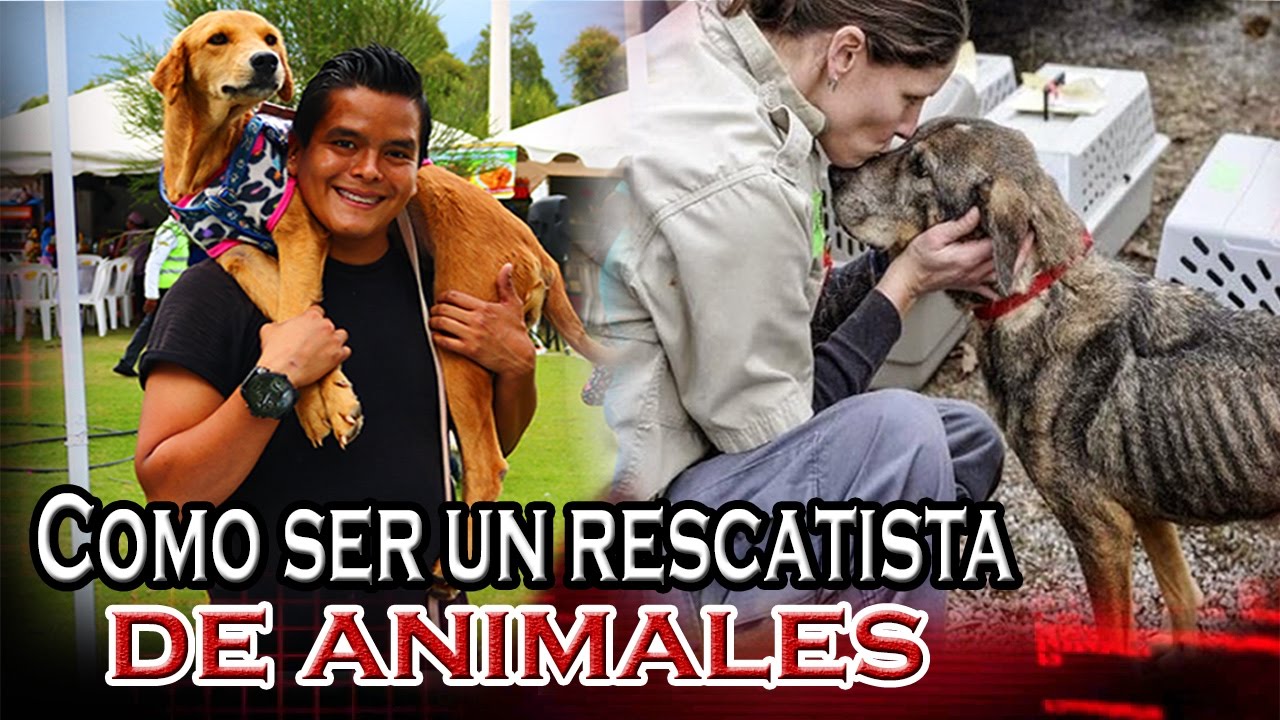 COMO SER RESCATISTA DE ANIMALES - YouTube