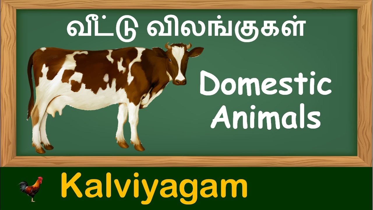 Domestic animals | வீட்டு விலங்குகள் | Domestic Animals names in Tamil and  English with sound - YouTube