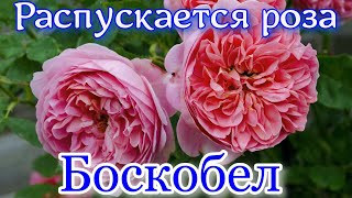 Как распускается роза  Боскобель - Boscobel (David Austin Великобритания, 2012)