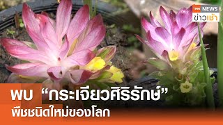 พบ “กระเจียวศิริรักษ์” พืชชนิดใหม่ของโลก l TNN ข่าวเช้า 15-05-2024