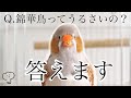 ［キンカチョウ］リアルな鳴き声、録音しました