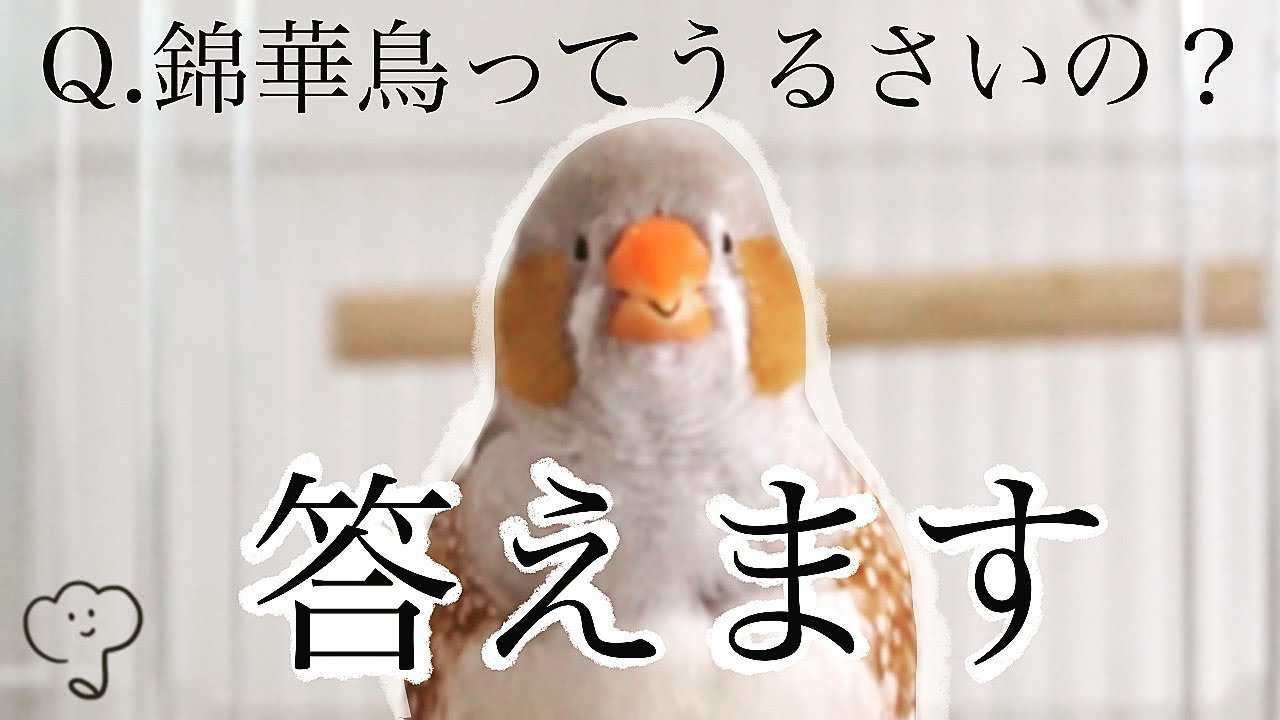 キンカチョウ リアルな鳴き声 録音しました Youtube キンカチョウ リアルな鳴き声 録音しました Youtube