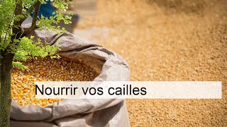 Conseils pratiques pour nourrir vos cailles : guide complet