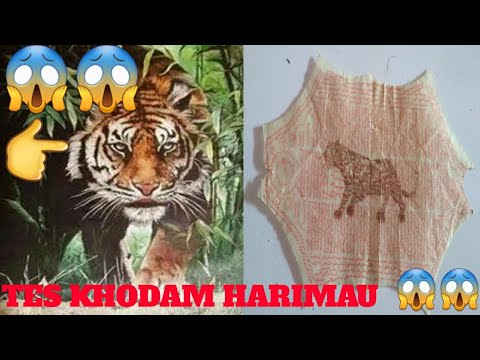 Video: Gulungan Harimau