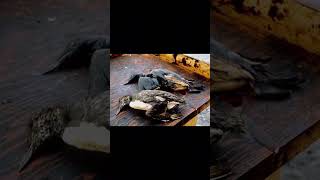 America’s Worst #OilSpill Before #DeepwaterHorizon #ExxonValdez #EnvironmentalHistory #OnThisDay