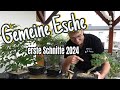 Gemeine Esche 'Fraxinus excelsior' mit kleiner Raupe und erste Johanni  Schnitte Pre-Bonsai 2024/09 - YouTube