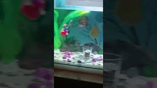 the restaurant of baner and the coin 🪙 aquarium