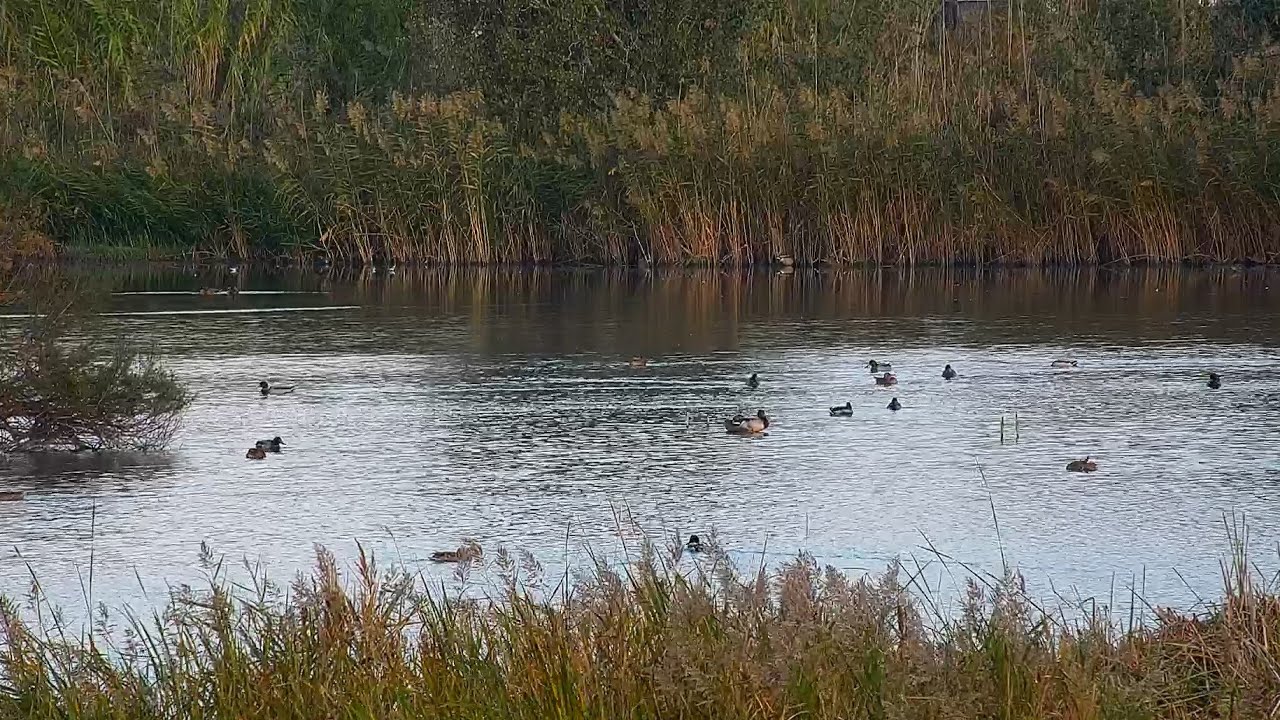 From the wetland hide — provider preview