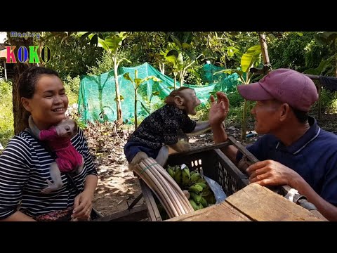 Video: Kokosnötskakor