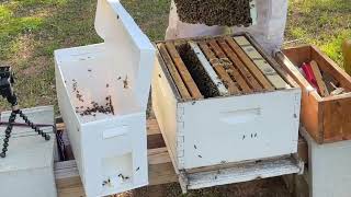 Installing 5 Frame Nuc | Learn Along With Us Honey Bee Keeping