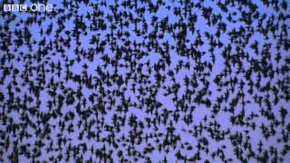 Peregrine Falcon Hunts Starlings in Rome (Narrated by David Tennant)  Earthflight  BBC One