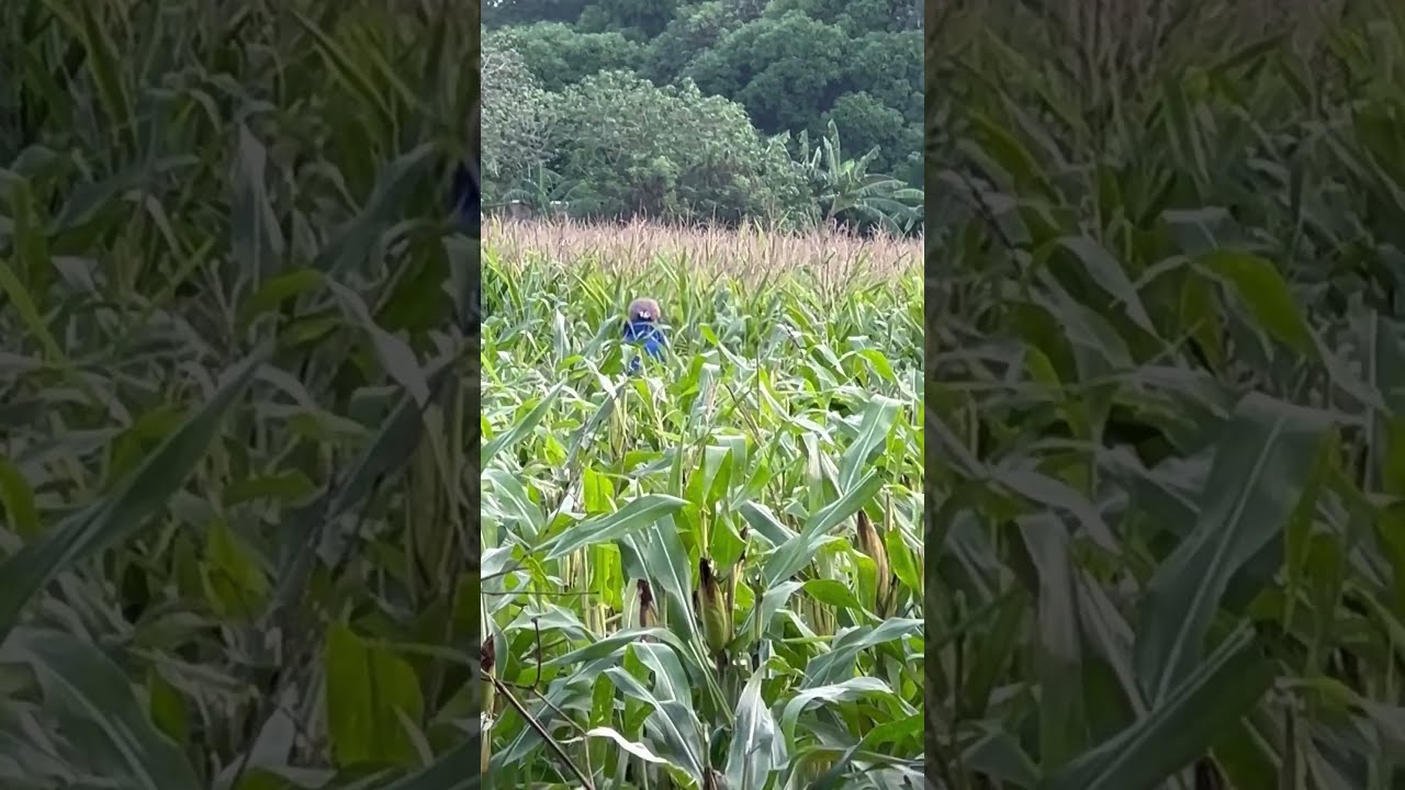 Farmer Life Cutting And Trimming Corn Stalk Before Harvesting
