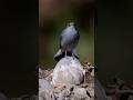 Plumbeous-Redstart #shorts #shortvideo #viral #viralvideo #reels #birds #wildlife