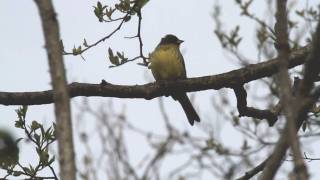 野鳥：アオジ 20100510-1(7D)