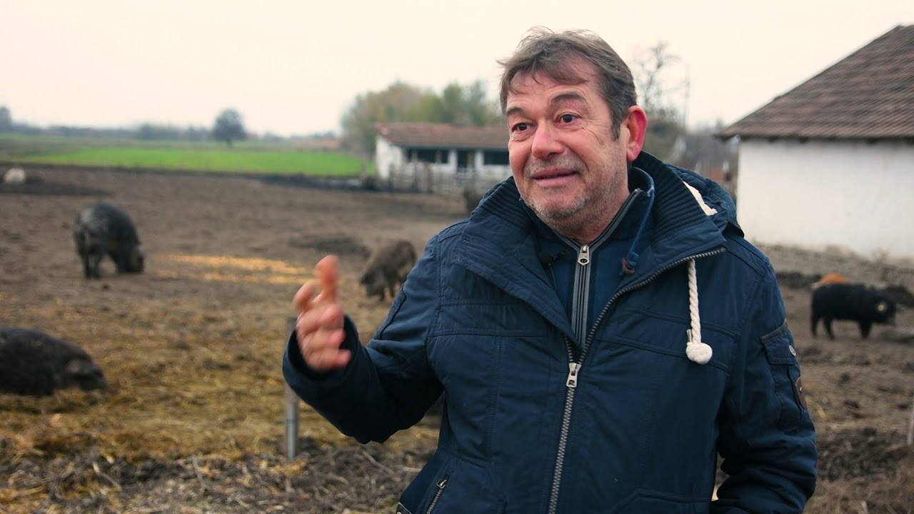 Biznis iz blata sa 300 MANGULICA - Senta